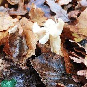 Fluted White Helvella