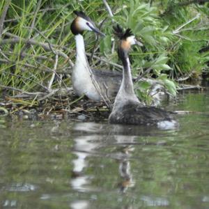 Great Crested Grebe