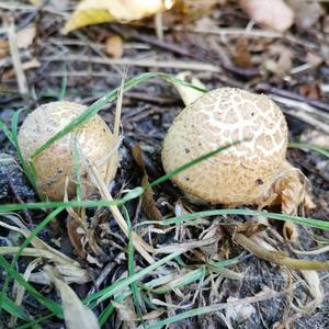 Pigskin Poison Puffball