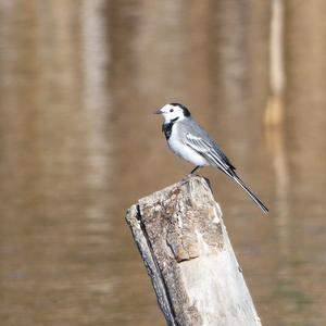 White Wagtail