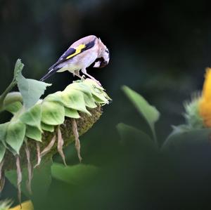 European Goldfinch