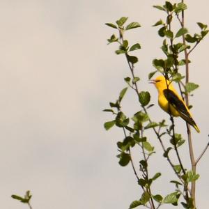 Eurasian Golden Oriole