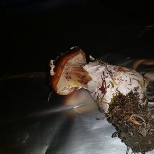 Stout-stalked Amanita
