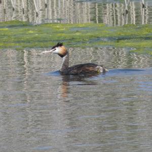 Great Crested Grebe