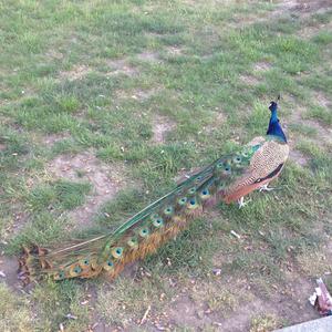 Pfau