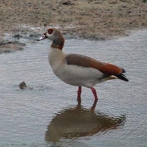 Egyptian Goose