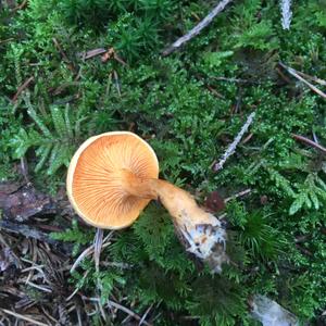 False Chanterelle