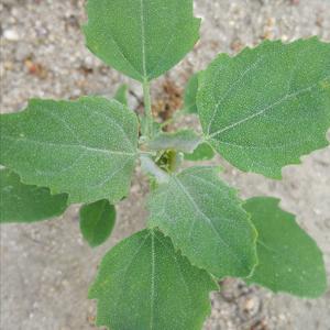 White Goosefoot