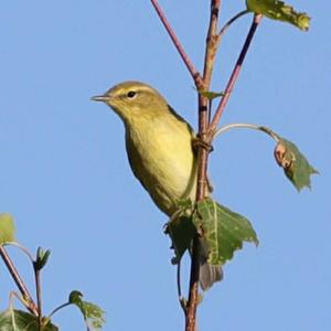 Willow Warbler