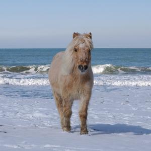 Amerikanisches Miniaturpferd