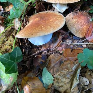 Sharp-scaled Lepiota
