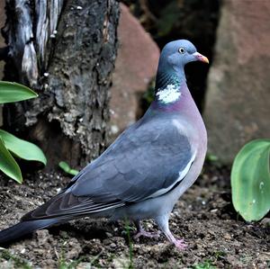 Common Wood-pigeon