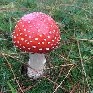 Fly Agaric