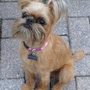 Brussels Griffon