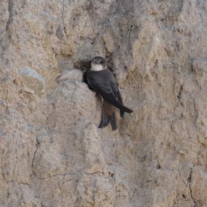 Sand Martin