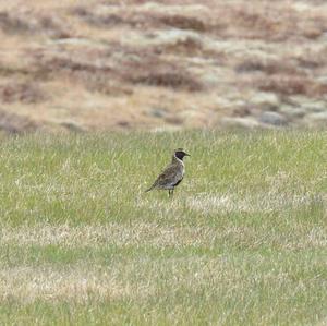 Eurasian Golden Plover