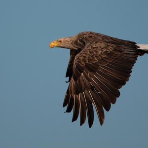 White-tailed Eagle