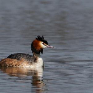 Great Crested Grebe