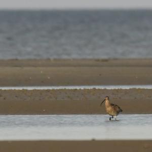Eurasian Curlew