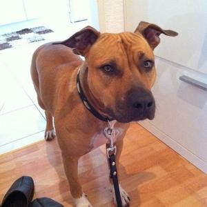 American Staffordshire Terrier