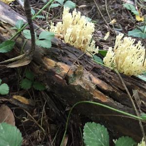 Ästiger Stachelbart