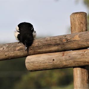Black-billed Magpie