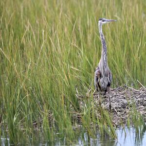 Great Blue Heron