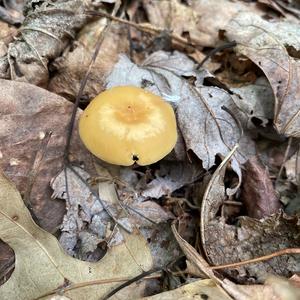 Unknown Species