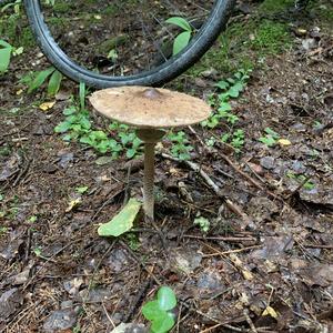 Parasol Mushroom
