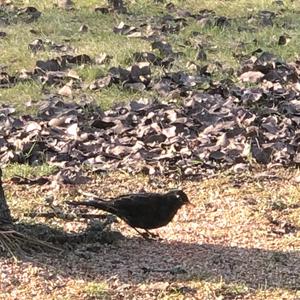 Amsel