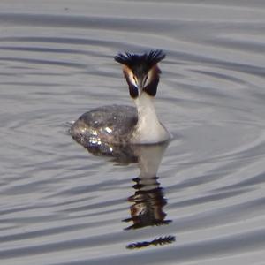 Great Crested Grebe