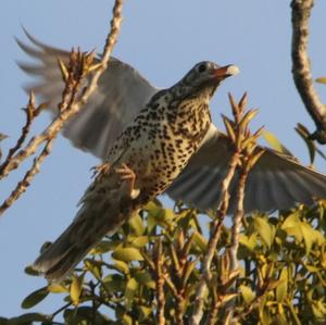 Song Thrush