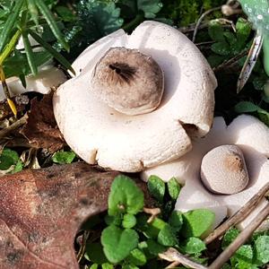 Unknown Species