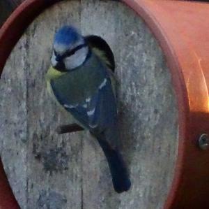 Blue Tit