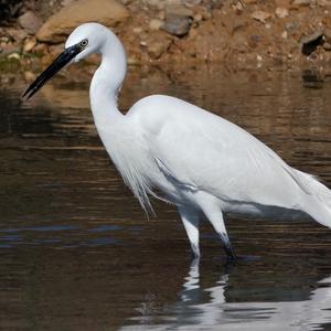 Little Egret