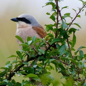 Red-backed Shrike
