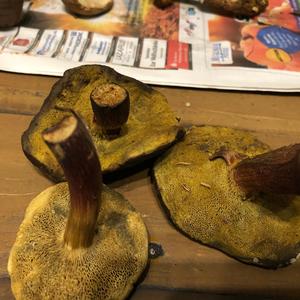 Red-cracked Bolete