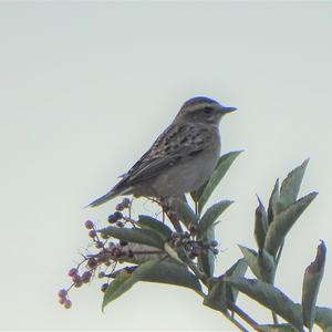 Braunkehlchen