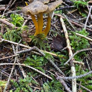 Trumpet Chanterelle