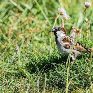 House Sparrow