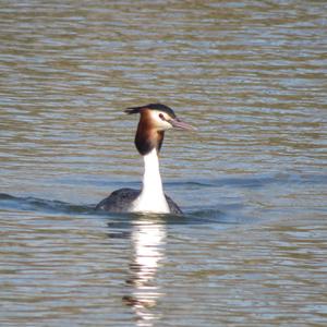 Great Crested Grebe