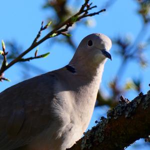 Eurasian Collared-dove