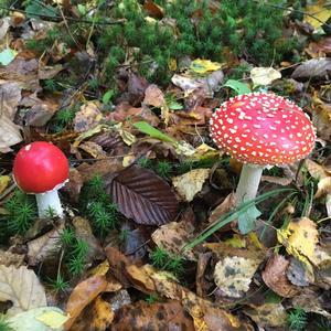 Fly Agaric