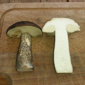 Scaber Stalk, Common