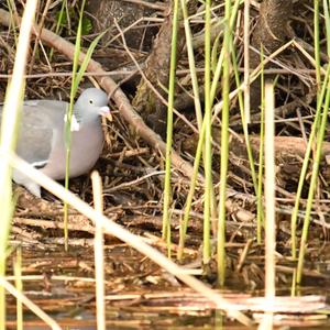 Common Wood-pigeon
