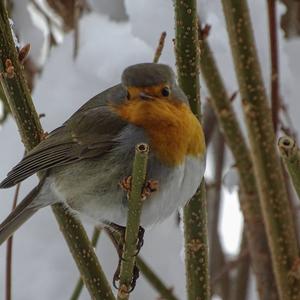 European Robin