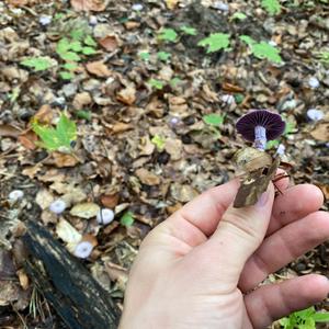Amethyst Deceiver
