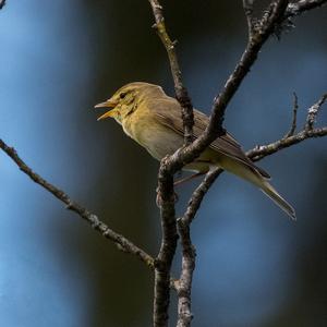 Willow Warbler