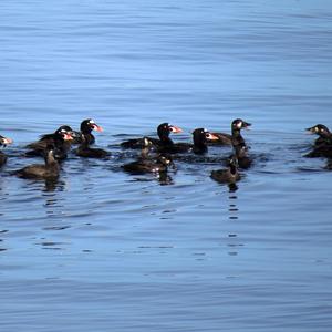 Surf Scoter