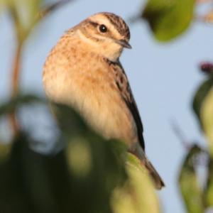 Braunkehlchen